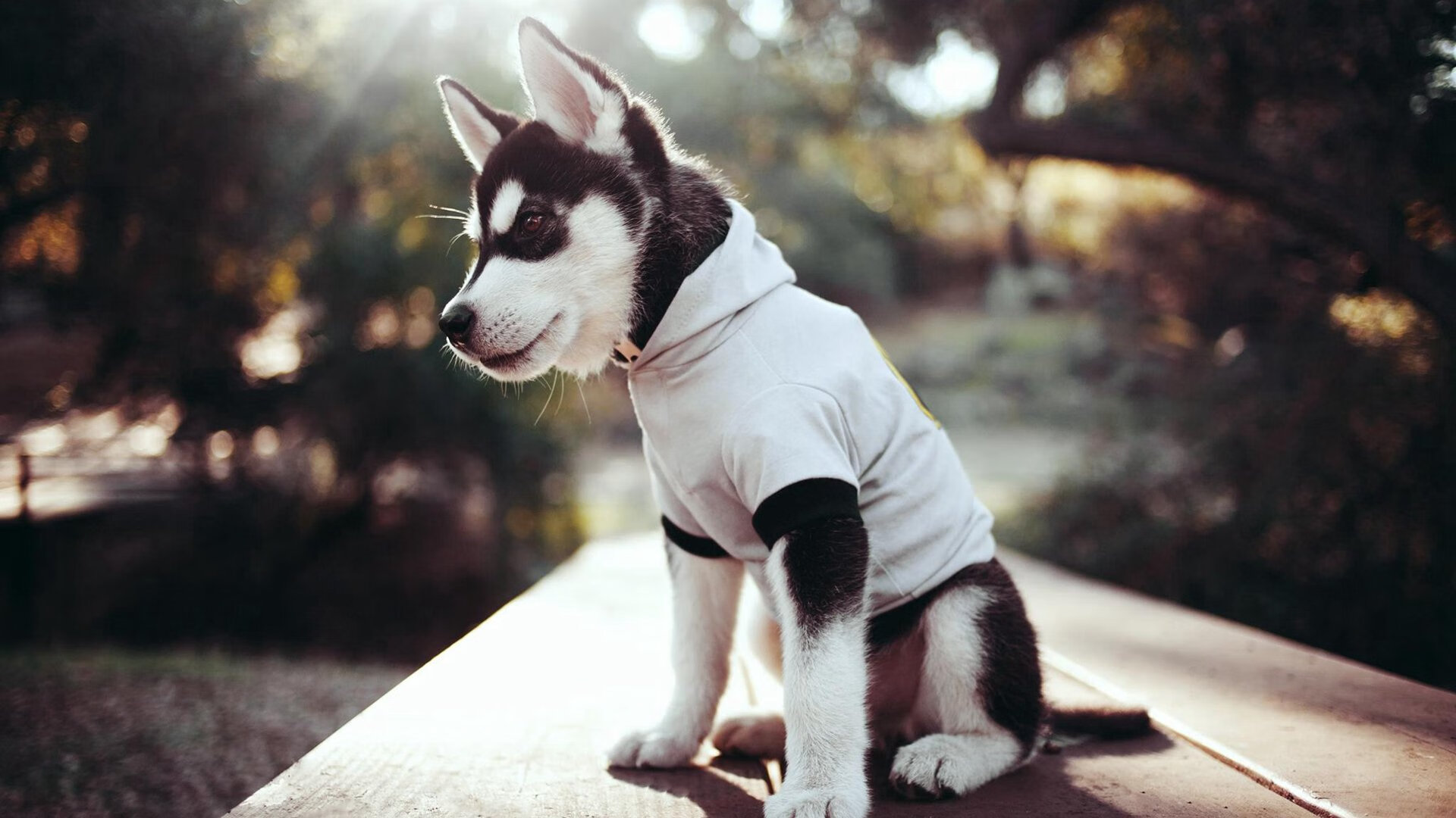 NBA球员替补登场后的比赛效率分析，nba替补球员和角色球员