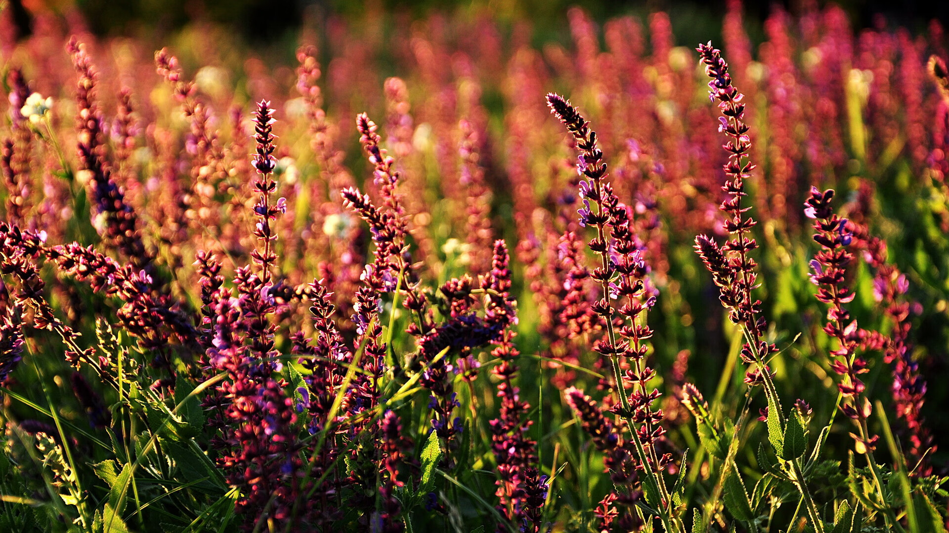 全国青少年沙滩足球联赛激烈开战,青春无限青春,全国青年沙滩排球锦标赛