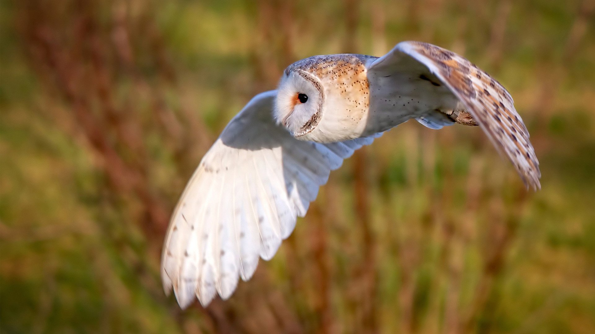 篮球运动员专项技能训练课程开发，篮球专项运动技术训练要点