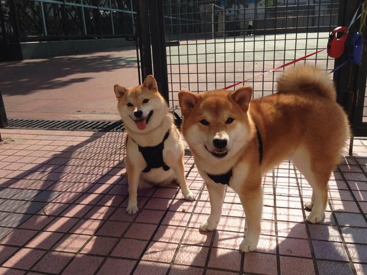 德国队在国际乒联混合团体世界杯中的赛制优势与劣势，德国乒乓球赛结果