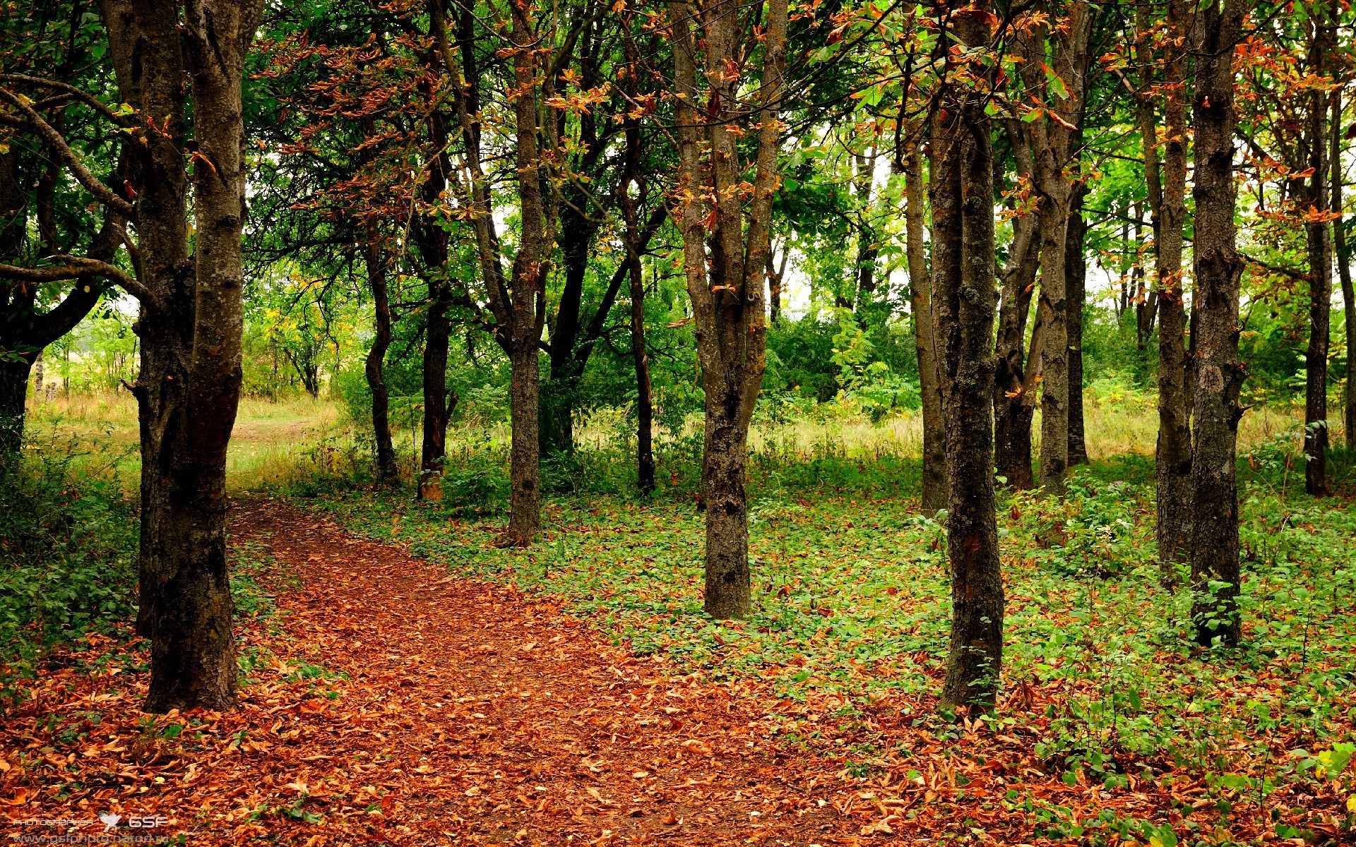 自由泳新老交替顺利，自由泳整体配合视频
