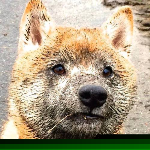 自由泳新老交替顺利，自由泳整体配合视频