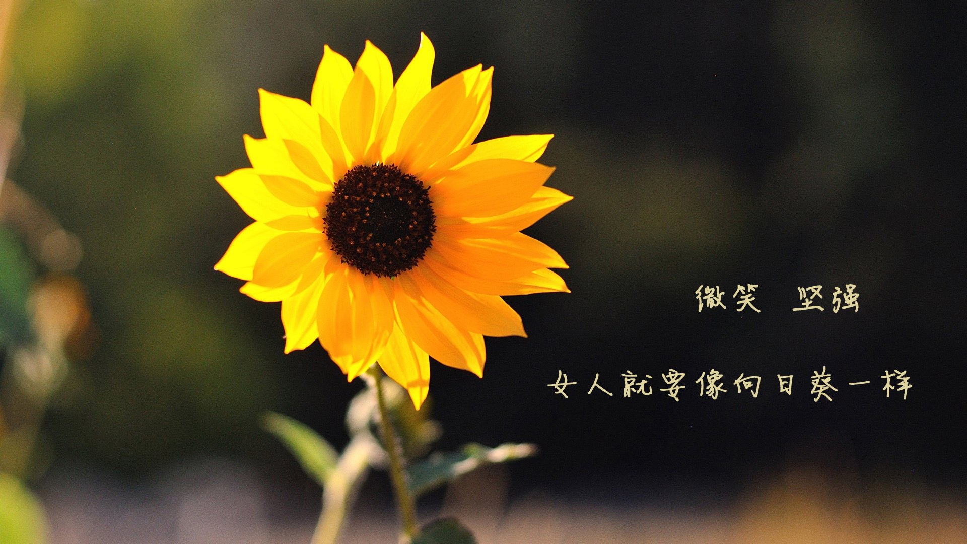 德甲战场：速度与力量的完美交锋！，德甲速度最快现役球员